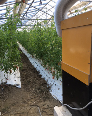 オーガニックnico ペレットボイラー 温室内の様子