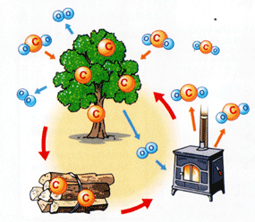 �s���{���ʂ̖ؒY���Y�ʁi2003�N�j